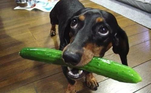 狗狗可以吃白梨瓜吗,白梨瓜的适宜性探讨